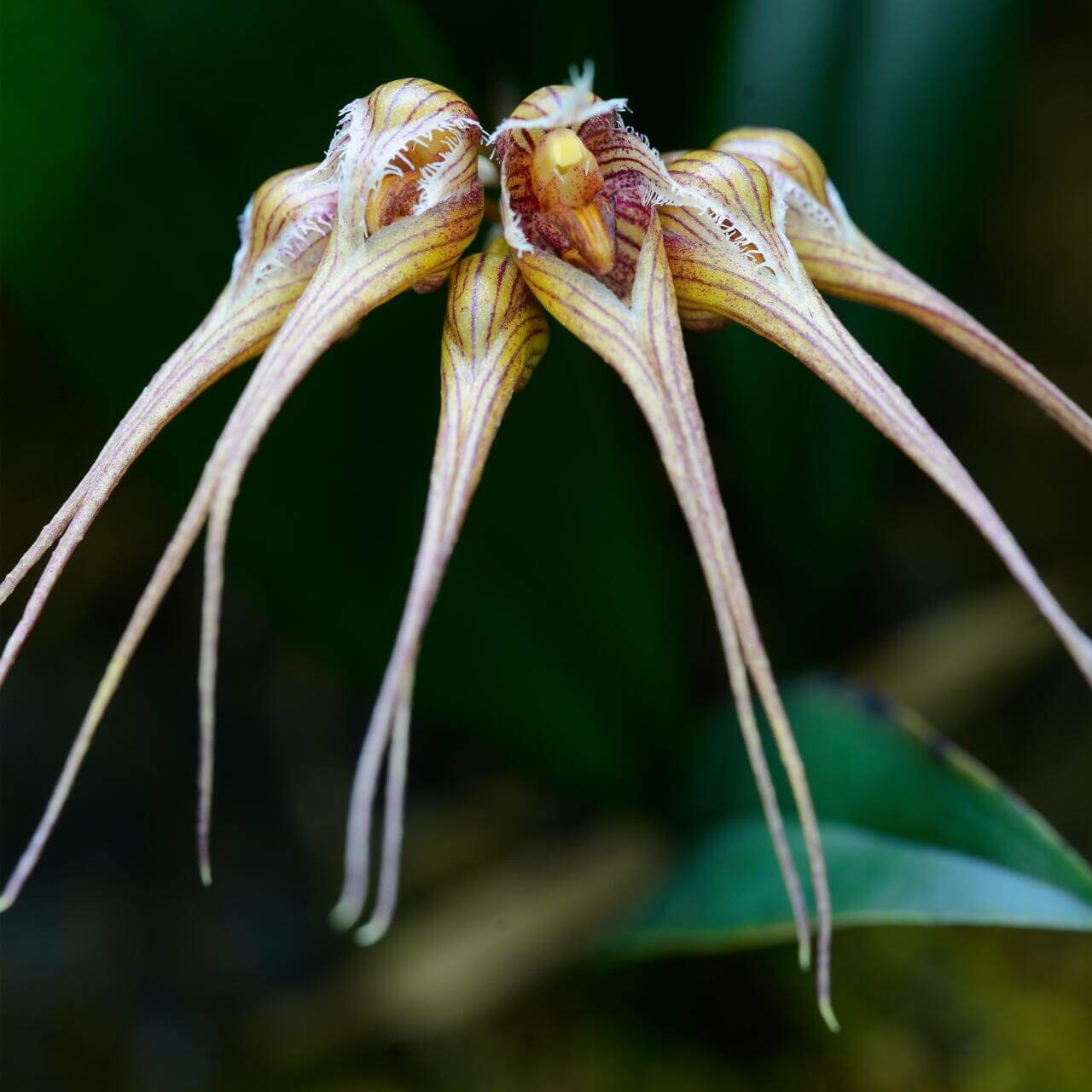 Bulbophyllum sanguineopunctatum, also known as the Blood-Red Spotted Bulbophyllum, is a miniature, warm to hot-growing epiphytic orchid native to Laos and Thailand. This species is renowned for its striking umbels of 3–8 cream-colored flowers adorned with deep pink to red spots, resembling flying mermaids in appearance.