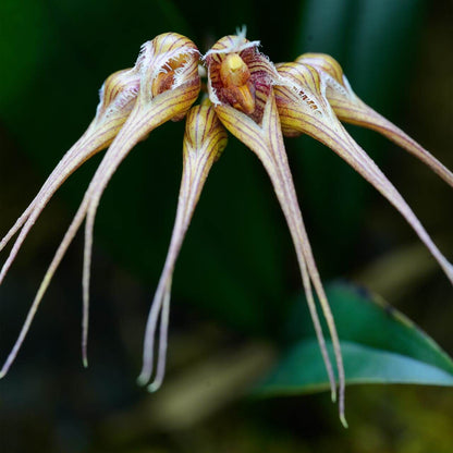 Bulbophyllum sanguineopunctatum, also known as the Blood-Red Spotted Bulbophyllum, is a miniature, warm to hot-growing epiphytic orchid native to Laos and Thailand. This species is renowned for its striking umbels of 3–8 cream-colored flowers adorned with deep pink to red spots, resembling flying mermaids in appearance.