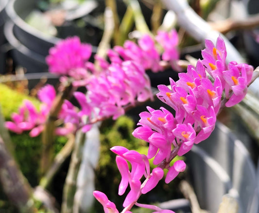 Dendrobium secundum, commonly known as the Toothbrush Orchid, is a striking epiphytic species native to Southeast Asia, including regions such as Myanmar, Thailand, Vietnam, Cambodia, Laos, Malaysia, Indonesia, and the Philippines. It thrives in semi-deciduous and deciduous dry lowland forests and savanna-like hill woodlands at elevations ranging from sea level to 700 meters.