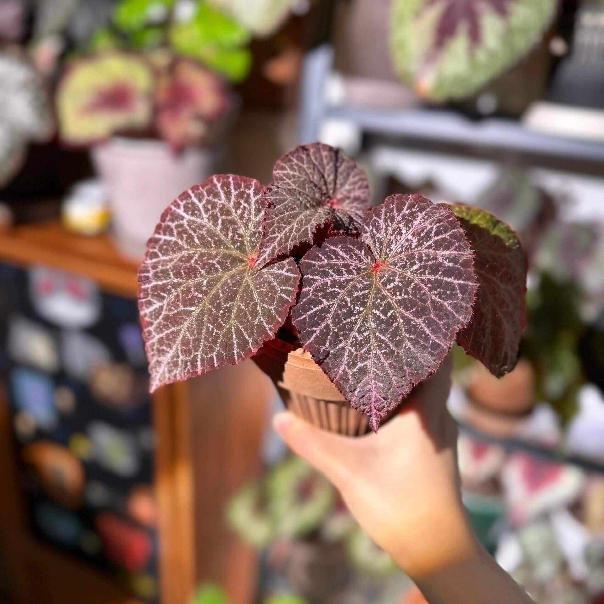 The Begonia Chocolate Lace is a decorative-leaf variety known for its eye-catching foliage. The deep black or dark purple leaves are adorned with a silver lace-like pattern, adding an elegant touch to any room. Ideal for indoor spaces, this begonia will bring a unique and sophisticated flair to your home decor.