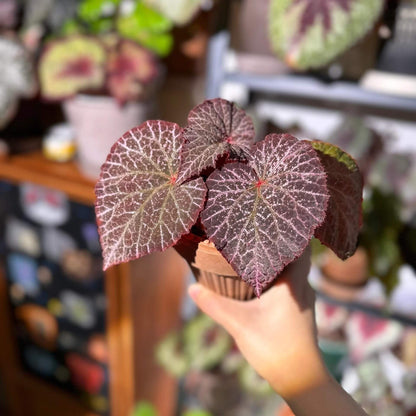 The Begonia Chocolate Lace is a decorative-leaf variety known for its eye-catching foliage. The deep black or dark purple leaves are adorned with a silver lace-like pattern, adding an elegant touch to any room. Ideal for indoor spaces, this begonia will bring a unique and sophisticated flair to your home decor.