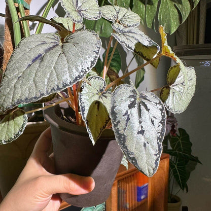 The Begonia dinhdui silver form is a rhizomatous species native to southern Vietnam. Compared to the standard Begonia dinhdui, its leaves are broader and feature a striking silver color instead of green. The leaves are adorned with a wide black band along the margin, around the point where the petiole attaches, and running along the main vein in the center, creating a unique and stunning appearance.