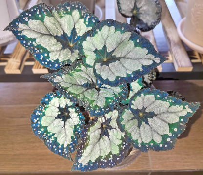 Begonia ‘Dolce Vita’ is a stunning hybrid begonia created by Ukrainian hybridizer Елена Еникеева. It has striking, heart-shaped leaves with a gradient of colors ranging from deep olive green or burgundy to silvery or metallic tones, which shift subtly with different angles of light.