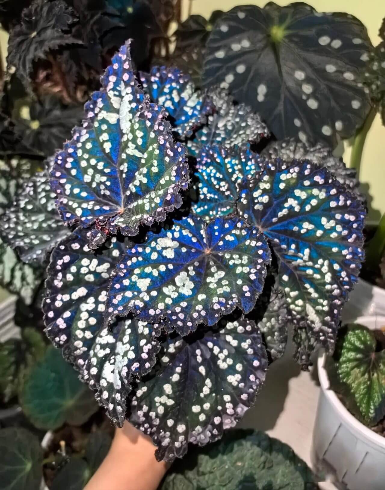 Begonia Fairytale is an exquisite ornamental begonia developed by the Dimetris breeding team. Known for its intricate leaf patterns and graceful appearance, this begonia adds a touch of enchantment to any indoor space. It’s the perfect choice for plant lovers looking to enhance their collection.