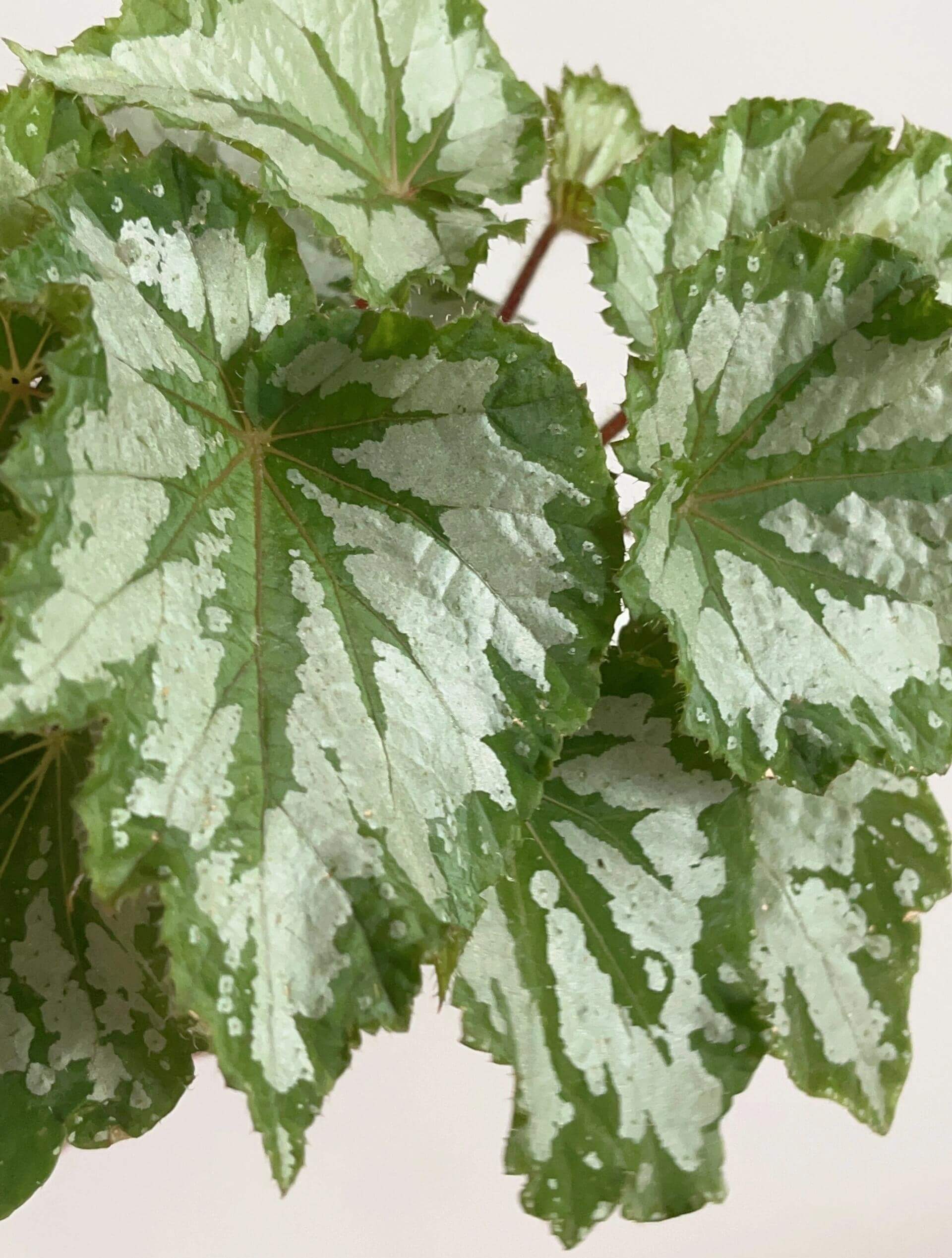 The Begonia Plant Bird boasts large, distinctive leaves with bold, eye-catching patterns. The leaves are a rich green with a notable silver-white sheen on the surface, creating a stunning contrast. The overall shape of the leaves resembles that of a rounded maple leaf. In low-light environments, the green parts of the leaves display a fluorescent reaction, adding a dynamic touch.