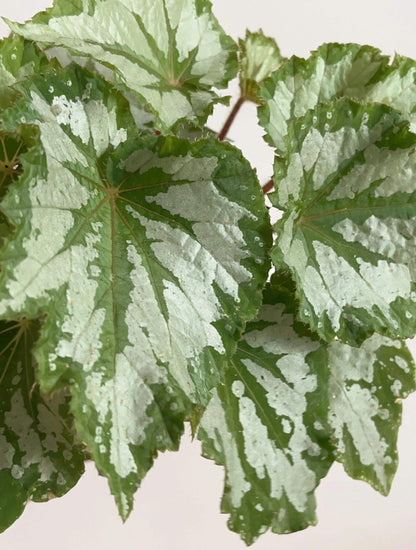 The Begonia Plant Bird boasts large, distinctive leaves with bold, eye-catching patterns. The leaves are a rich green with a notable silver-white sheen on the surface, creating a stunning contrast. The overall shape of the leaves resembles that of a rounded maple leaf. In low-light environments, the green parts of the leaves display a fluorescent reaction, adding a dynamic touch.