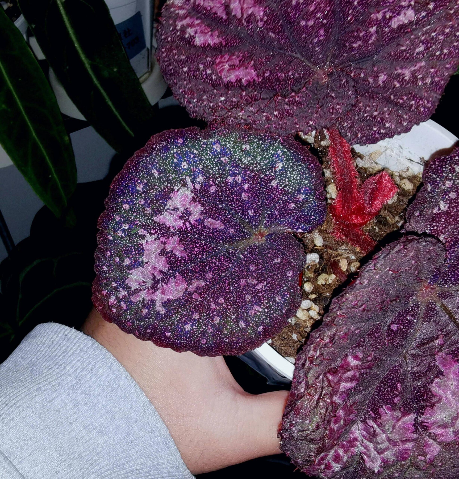Begonia Antares – A stunning and unique variety of decorative-leaved Begonia, known for its large, spirally curling leaves and soft texture. This beautiful plant is perfect for collectors and those looking to add a touch of elegance to their home or garden.