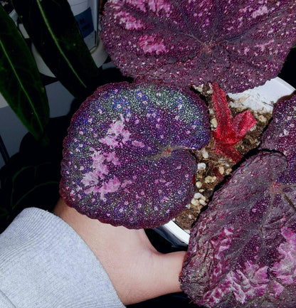 Begonia Antares – A stunning and unique variety of decorative-leaved Begonia, known for its large, spirally curling leaves and soft texture. This beautiful plant is perfect for collectors and those looking to add a touch of elegance to their home or garden.
