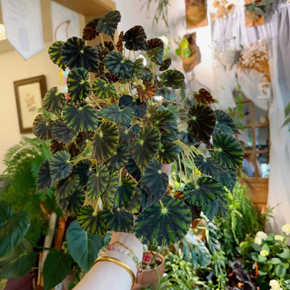 Begonia Mazae Nigricans is a captivating begonia variety, appreciated for its unique and striking appearance. Native to Southeast Mexico, this perennial species is known for its dark, soft leaves, making it a perfect choice for collectors and plant enthusiasts alike.