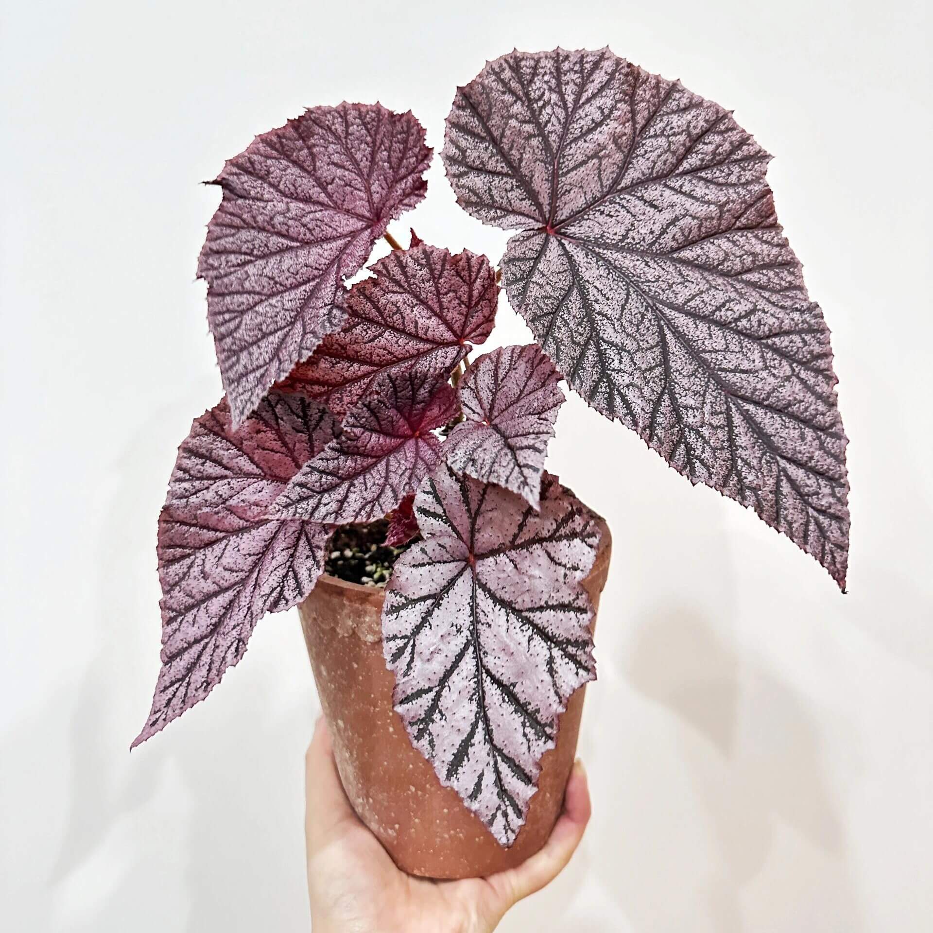 Begonia Tingley Mallet is a classic European begonia hybrid, created from a cross between Begonia ‘Eldorado’ and Begonia Incarnata in the late 19th century. It is admired for its purplish-red leaves covered with fine, velvet-like hairs, giving the foliage a rich, soft texture. The plant also produces vibrant, pendulous pink flowers that stand out beautifully against the dark leaves, making it a graceful and timeless showpiece for any indoor garden or shaded conservatory.