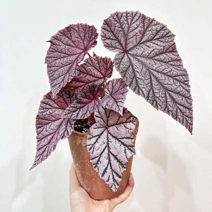 Begonia Tingley Mallet is a classic European begonia hybrid, created from a cross between Begonia ‘Eldorado’ and Begonia Incarnata in the late 19th century. It is admired for its purplish-red leaves covered with fine, velvet-like hairs, giving the foliage a rich, soft texture. The plant also produces vibrant, pendulous pink flowers that stand out beautifully against the dark leaves, making it a graceful and timeless showpiece for any indoor garden or shaded conservatory.