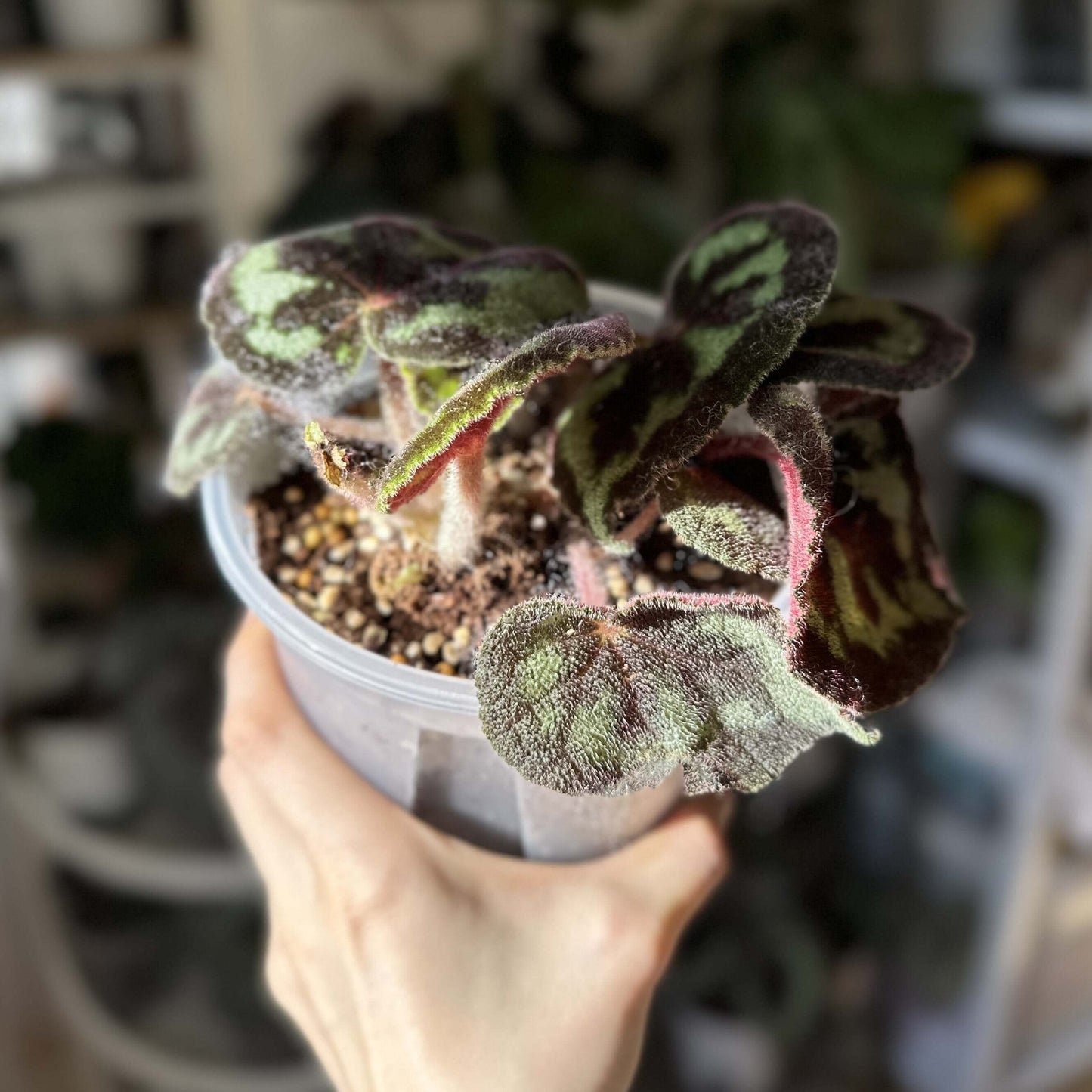 Begonia picturata is a unique rhizomatous begonia species native to the limestone regions of Guangxi, China. The leaf edges are gently wavy, and the underside of the leaves showcases a rich red color. The plant’s flower clusters feature white petals with yellow stamens, blooming between May and July.