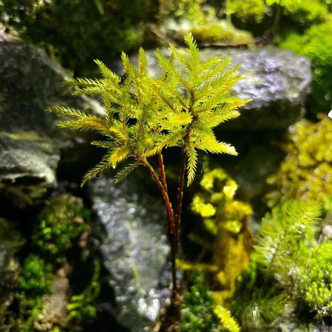 Climacium Dendroides, commonly known as Tree Climacium Moss, is a unique moss admired for its miniature tree-like appearance. Its distinctive upright stems and broad, triangular branching make it a striking choice for both flat surfaces and vertical wall landscaping, as well as micro-landscapes, terrariums, and paludariums.