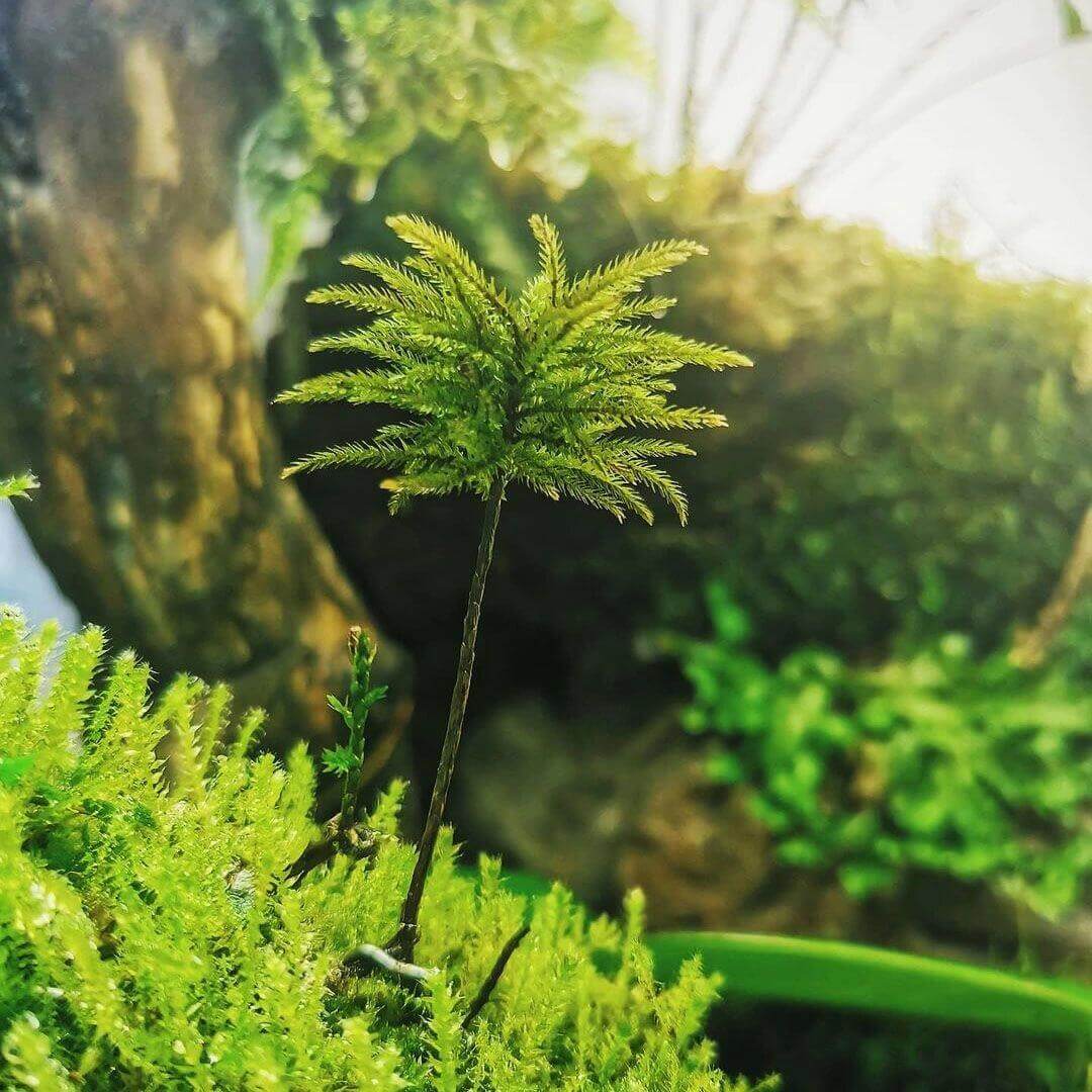 Climacium Dendroides, commonly known as Tree Climacium Moss, is a unique moss admired for its miniature tree-like appearance. Its distinctive upright stems and broad, triangular branching make it a striking choice for both flat surfaces and vertical wall landscaping, as well as micro-landscapes, terrariums, and paludariums.