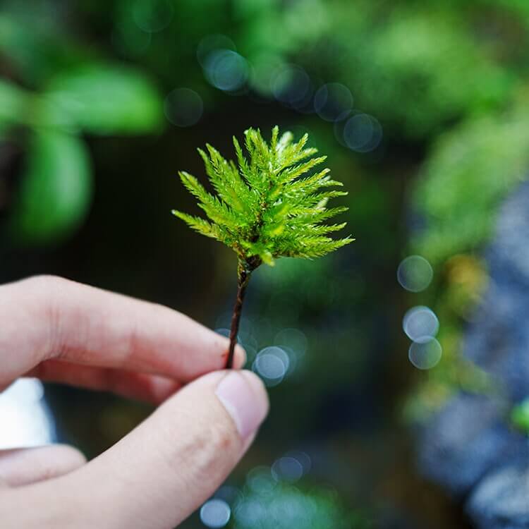 Climacium Dendroides, commonly known as Tree Climacium Moss, is a unique moss admired for its miniature tree-like appearance. Its distinctive upright stems and broad, triangular branching make it a striking choice for both flat surfaces and vertical wall landscaping, as well as micro-landscapes, terrariums, and paludariums.