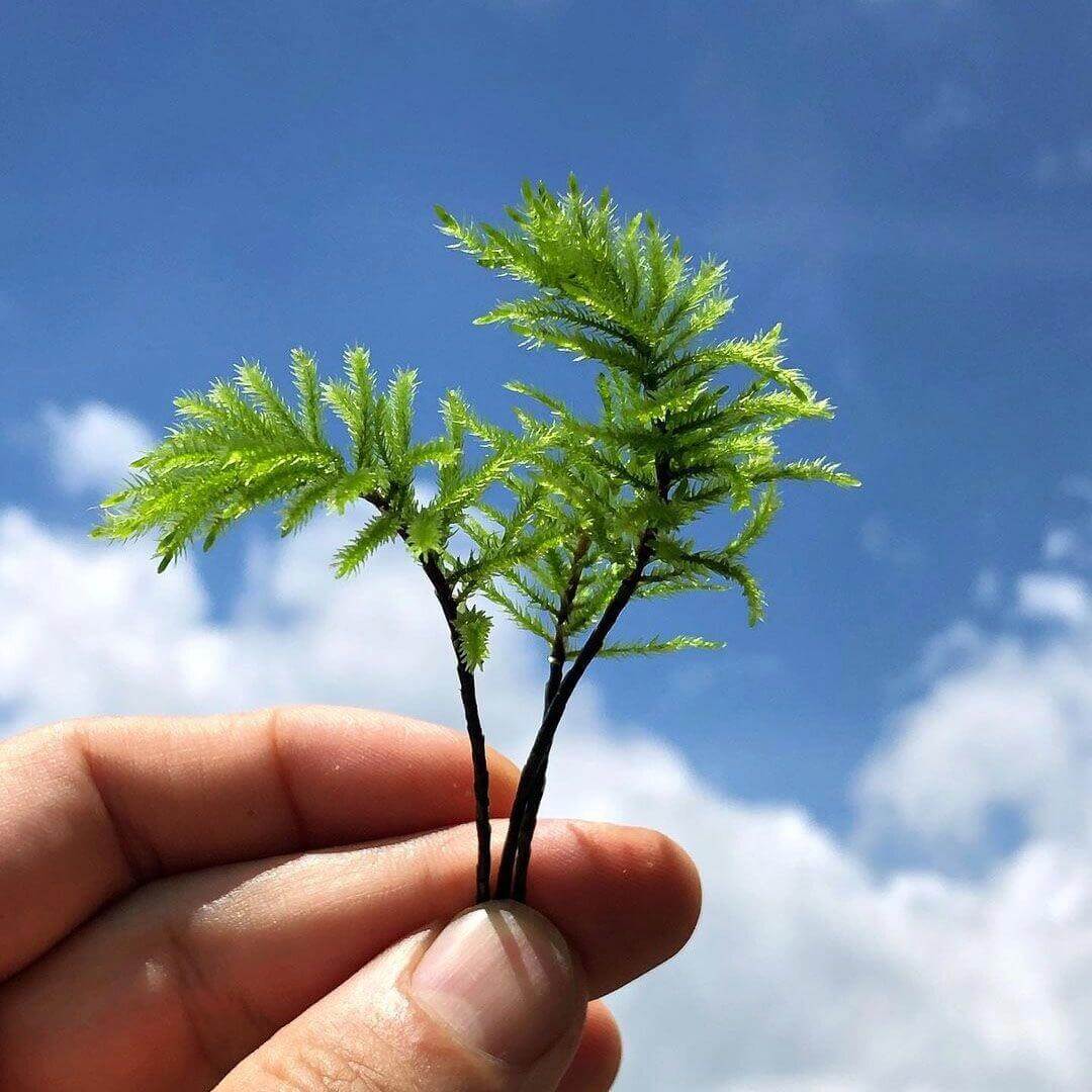 Climacium Dendroides, commonly known as Tree Climacium Moss, is a unique moss admired for its miniature tree-like appearance. Its distinctive upright stems and broad, triangular branching make it a striking choice for both flat surfaces and vertical wall landscaping, as well as micro-landscapes, terrariums, and paludariums.