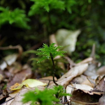 Climacium Dendroides, commonly known as Tree Climacium Moss, is a unique moss admired for its miniature tree-like appearance. Its distinctive upright stems and broad, triangular branching make it a striking choice for both flat surfaces and vertical wall landscaping, as well as micro-landscapes, terrariums, and paludariums.