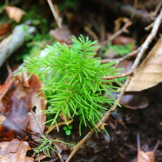 Pleuroziopsis Ruthenica, commonly known as Tree Moss, is a large moss species that can be used both as an aquatic ornamental plant and a horticultural plant. It typically grows on rocks and wood surfaces. This moss thrives in soils rich in humus, where its root system is well-developed. It has a unique ability to shrink when water is scarce and can recover to its original appearance when moisture is abundant.