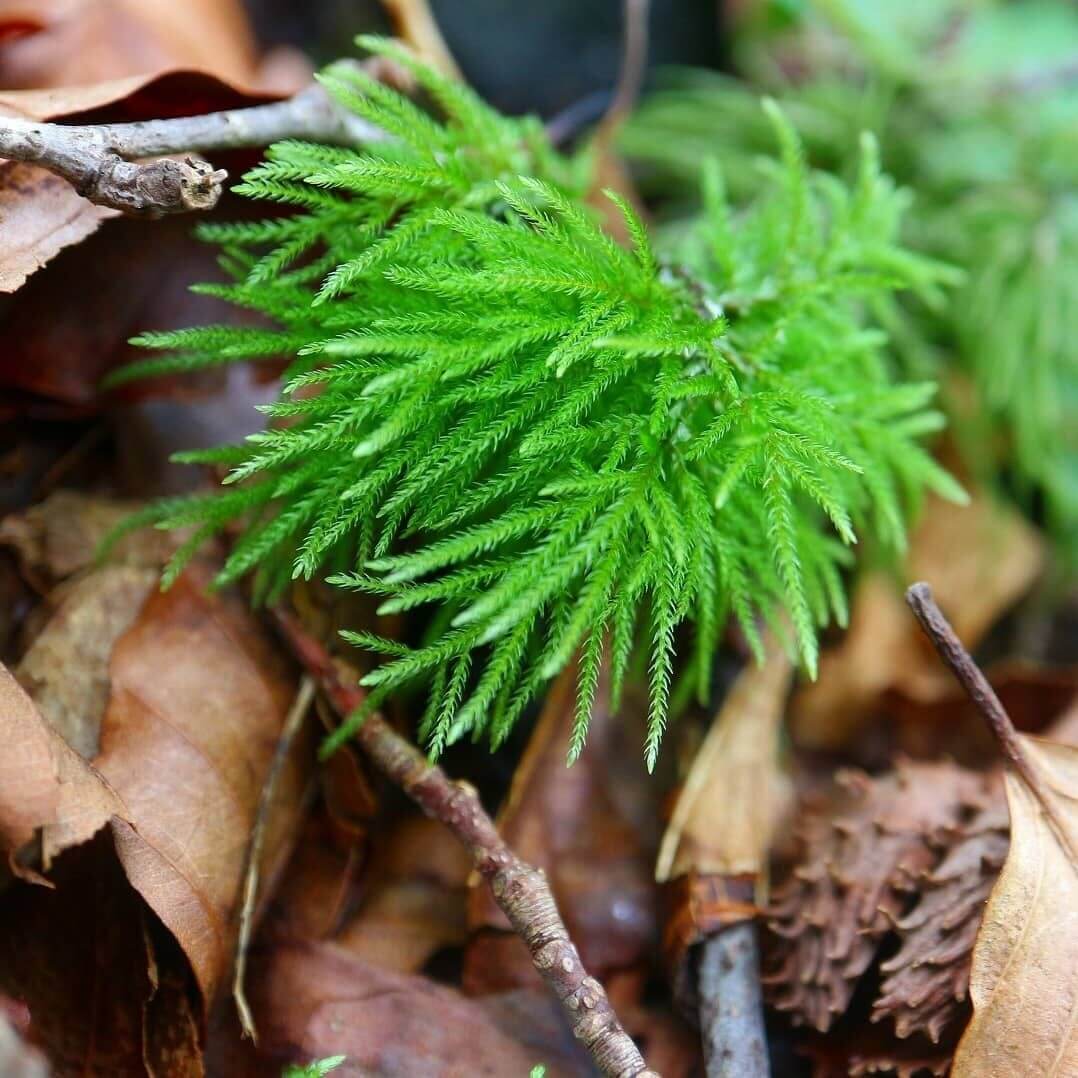 Pleuroziopsis Ruthenica, commonly known as Tree Moss, is a large moss species that can be used both as an aquatic ornamental plant and a horticultural plant. It typically grows on rocks and wood surfaces. This moss thrives in soils rich in humus, where its root system is well-developed. It has a unique ability to shrink when water is scarce and can recover to its original appearance when moisture is abundant.