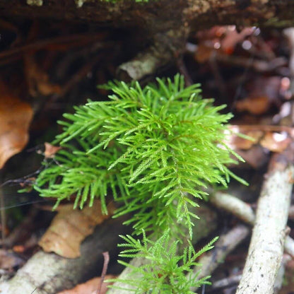 Pleuroziopsis Ruthenica, commonly known as Tree Moss, is a large moss species that can be used both as an aquatic ornamental plant and a horticultural plant. It typically grows on rocks and wood surfaces. This moss thrives in soils rich in humus, where its root system is well-developed. It has a unique ability to shrink when water is scarce and can recover to its original appearance when moisture is abundant.