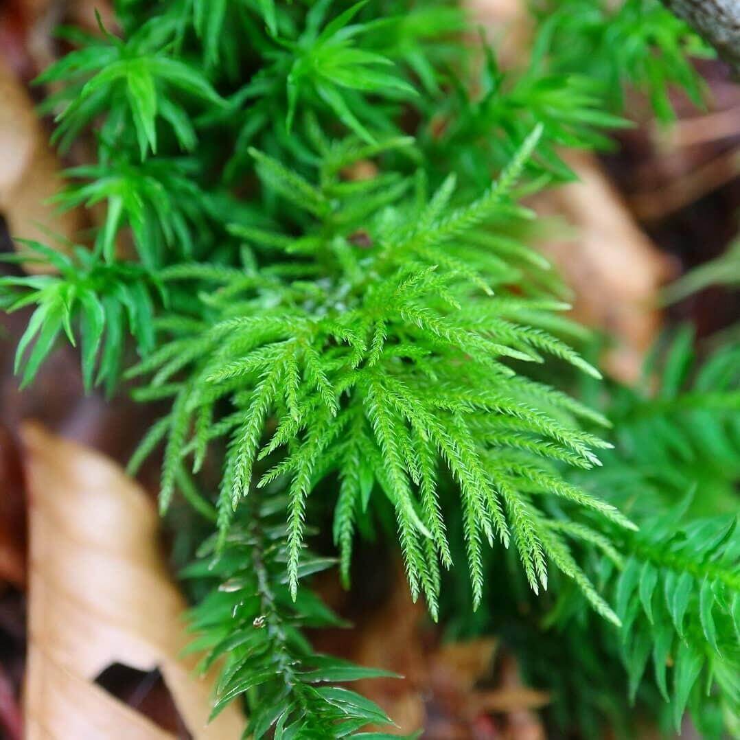 Pleuroziopsis Ruthenica, commonly known as Tree Moss, is a large moss species that can be used both as an aquatic ornamental plant and a horticultural plant. It typically grows on rocks and wood surfaces. This moss thrives in soils rich in humus, where its root system is well-developed. It has a unique ability to shrink when water is scarce and can recover to its original appearance when moisture is abundant.