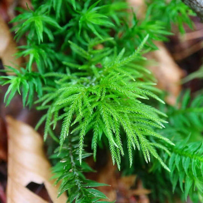 Pleuroziopsis Ruthenica, commonly known as Tree Moss, is a large moss species that can be used both as an aquatic ornamental plant and a horticultural plant. It typically grows on rocks and wood surfaces. This moss thrives in soils rich in humus, where its root system is well-developed. It has a unique ability to shrink when water is scarce and can recover to its original appearance when moisture is abundant.