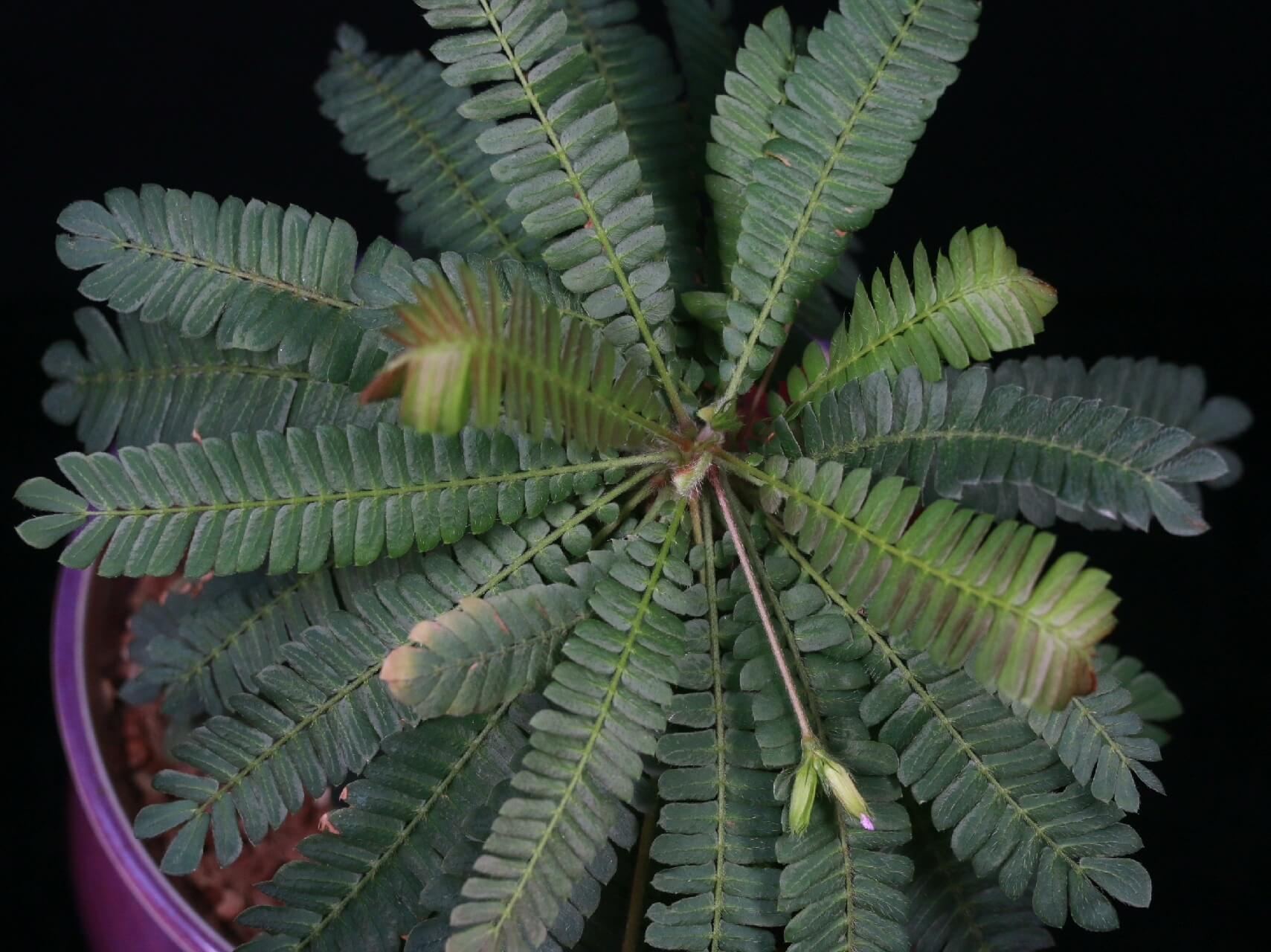 Biophytum dendroides, commonly known as the "Tree of Life" or "Dendroid Biophytum," is a captivating perennial herb native to tropical and subtropical regions of South America, including Mexico, Colombia, Ecuador, and Bolivia. Belonging to the Oxalidaceae family, it thrives in moist, shaded environments such as forest edges and riverbanks at elevations ranging from 90 to 900 meters.
