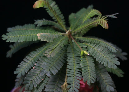 Biophytum dendroides, commonly known as the "Tree of Life" or "Dendroid Biophytum," is a captivating perennial herb native to tropical and subtropical regions of South America, including Mexico, Colombia, Ecuador, and Bolivia. Belonging to the Oxalidaceae family, it thrives in moist, shaded environments such as forest edges and riverbanks at elevations ranging from 90 to 900 meters.