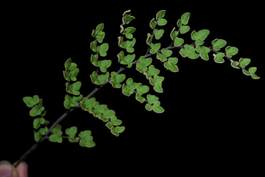 Paragymnopteris sargentii, commonly known as the Triangular Gold Hair Fern, is a small fern species belonging to the Paragymnopteris genus. It is native to regions in China, particularly Yunnan. This fern thrives in warm, humid, and shaded environments, making it an excellent choice for cultivation in terrariums or enclosed plant ecosystems.
