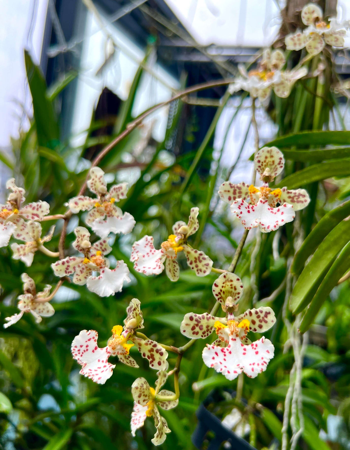 Trichocentrum jonesianum (Rchb.f.) M.W.Chase & N.H.Williams is an unusual epiphytic orchid native to southern Brazil, Paraguay and Uruguay, where it grows on trees in riverine forests. Formerly classified as Oncidium jonesianum, it is commonly known as a rat-tailed Oncidium because of its long, cylindrical, succulent leaves. This distinctive species produces arching to pendant flower spikes bearing several long-lasting, nodding flowers.