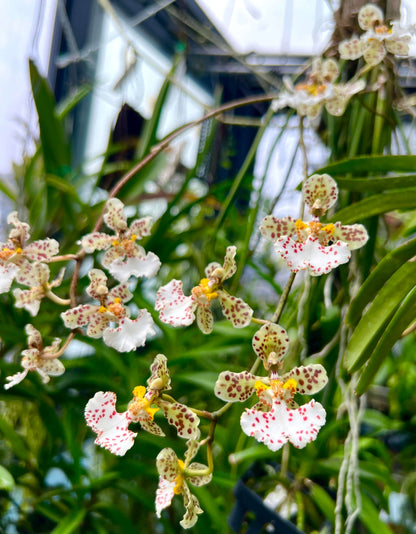 Trichocentrum jonesianum (Rchb.f.) M.W.Chase & N.H.Williams is an unusual epiphytic orchid native to southern Brazil, Paraguay and Uruguay, where it grows on trees in riverine forests. Formerly classified as Oncidium jonesianum, it is commonly known as a rat-tailed Oncidium because of its long, cylindrical, succulent leaves. This distinctive species produces arching to pendant flower spikes bearing several long-lasting, nodding flowers.