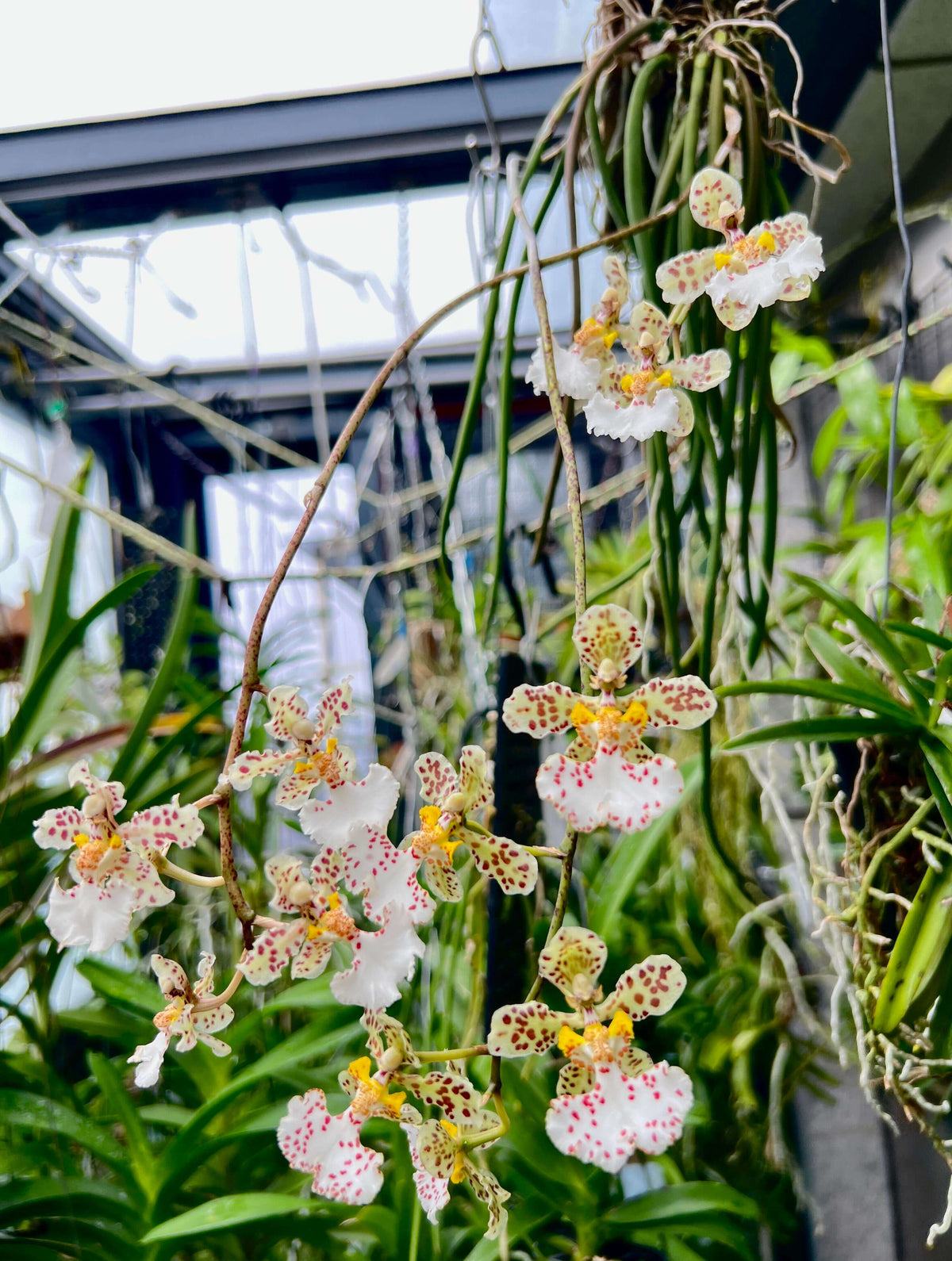 Trichocentrum jonesianum (Rchb.f.) M.W.Chase & N.H.Williams is an unusual epiphytic orchid native to southern Brazil, Paraguay and Uruguay, where it grows on trees in riverine forests. Formerly classified as Oncidium jonesianum, it is commonly known as a rat-tailed Oncidium because of its long, cylindrical, succulent leaves. This distinctive species produces arching to pendant flower spikes bearing several long-lasting, nodding flowers.