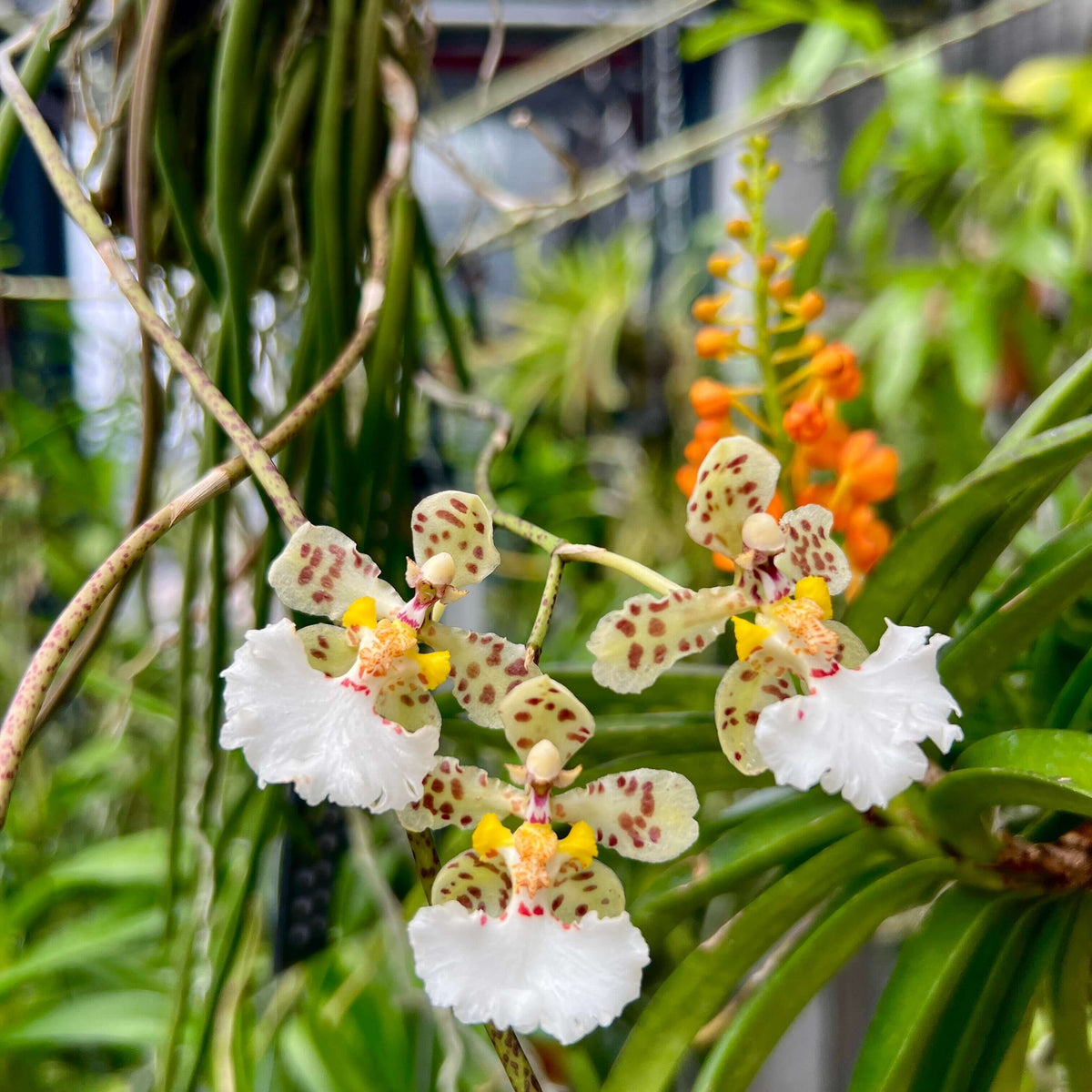 Trichocentrum jonesianum (Rchb.f.) M.W.Chase & N.H.Williams is an unusual epiphytic orchid native to southern Brazil, Paraguay and Uruguay, where it grows on trees in riverine forests. Formerly classified as Oncidium jonesianum, it is commonly known as a rat-tailed Oncidium because of its long, cylindrical, succulent leaves. This distinctive species produces arching to pendant flower spikes bearing several long-lasting, nodding flowers.