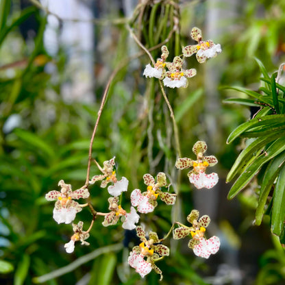 Trichocentrum jonesianum (Rchb.f.) M.W.Chase & N.H.Williams is an unusual epiphytic orchid native to southern Brazil, Paraguay and Uruguay, where it grows on trees in riverine forests. Formerly classified as Oncidium jonesianum, it is commonly known as a rat-tailed Oncidium because of its long, cylindrical, succulent leaves. This distinctive species produces arching to pendant flower spikes bearing several long-lasting, nodding flowers.