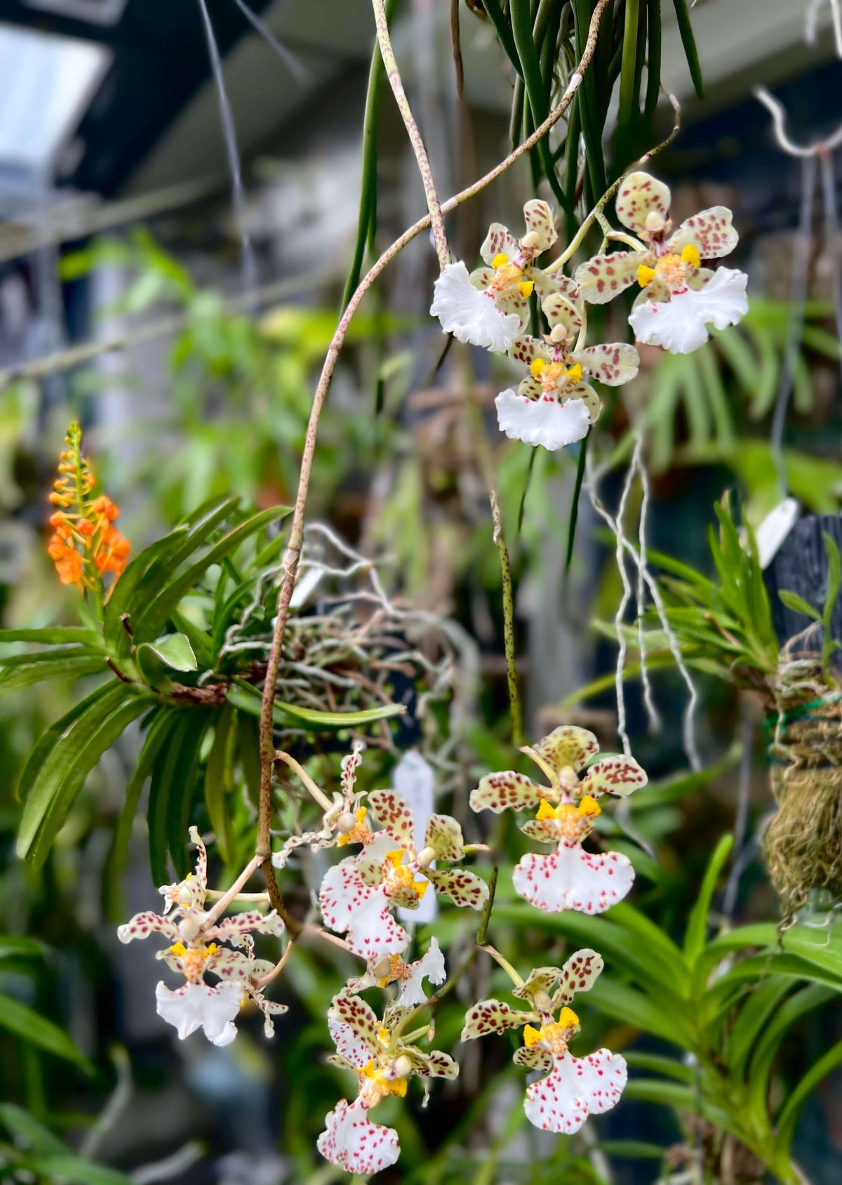 Trichocentrum jonesianum (Rchb.f.) M.W.Chase & N.H.Williams is an unusual epiphytic orchid native to southern Brazil, Paraguay and Uruguay, where it grows on trees in riverine forests. Formerly classified as Oncidium jonesianum, it is commonly known as a rat-tailed Oncidium because of its long, cylindrical, succulent leaves. This distinctive species produces arching to pendant flower spikes bearing several long-lasting, nodding flowers.