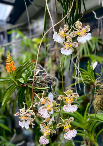 Trichocentrum jonesianum (Rchb.f.) M.W.Chase & N.H.Williams is an unusual epiphytic orchid native to southern Brazil, Paraguay and Uruguay, where it grows on trees in riverine forests. Formerly classified as Oncidium jonesianum, it is commonly known as a rat-tailed Oncidium because of its long, cylindrical, succulent leaves. This distinctive species produces arching to pendant flower spikes bearing several long-lasting, nodding flowers.
