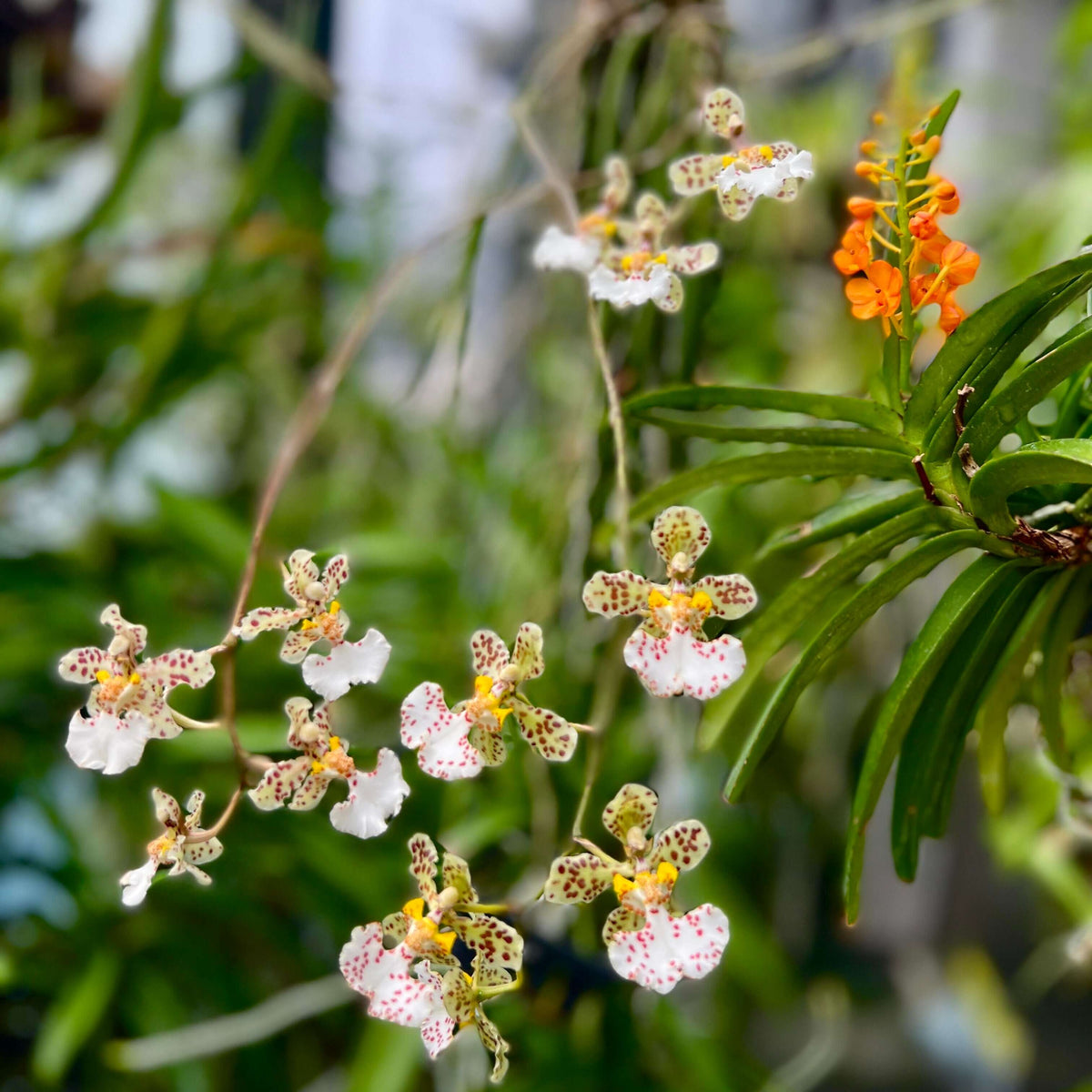 Trichocentrum jonesianum (Rchb.f.) M.W.Chase & N.H.Williams is an unusual epiphytic orchid native to southern Brazil, Paraguay and Uruguay, where it grows on trees in riverine forests. Formerly classified as Oncidium jonesianum, it is commonly known as a rat-tailed Oncidium because of its long, cylindrical, succulent leaves. This distinctive species produces arching to pendant flower spikes bearing several long-lasting, nodding flowers.