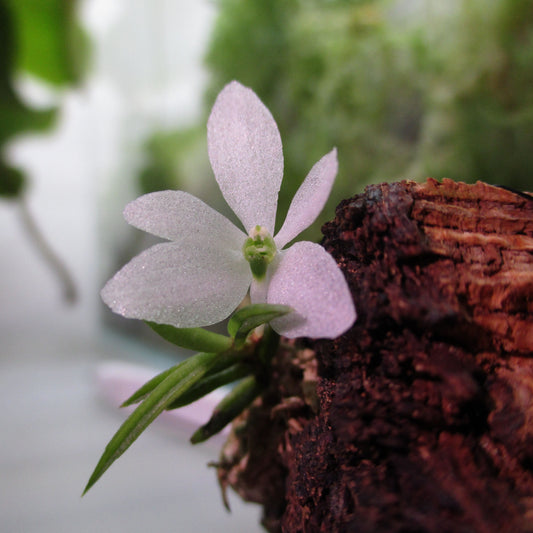 Trichoglottis biglandulosa, formerly known as Ceratochilus biglandulosus, is a true miniature orchid native to the montane forests of Java, Indonesia. This delicate epiphyte thrives at elevations between 1,000 and 2,000 meters, where it clings to moss-covered trees in cool to warm temperatures.