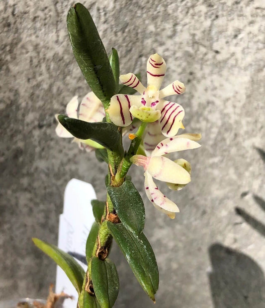 Trichoglottis pusilla is a miniature epiphytic orchid native to the montane forests of Java and Sumatra, Indonesia. This species thrives at elevations between 1,000 and 2,000 meters, growing on isolated tree branches in bright, filtered light.
