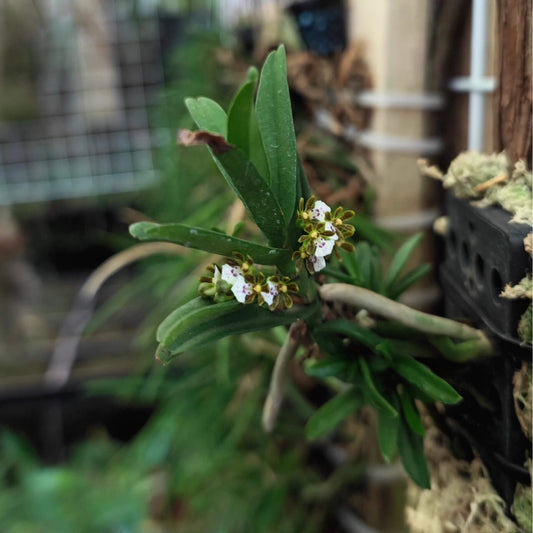Trichoglottis triflora is a miniature epiphytic orchid native to the montane forests of southwestern Thailand and Vietnam. It thrives at elevations between 1,100 and 1,200 meters above sea level, growing on tree trunks in cool, humid conditions.