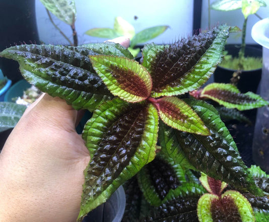 Native to the tropical regions of South America, Triolena pustulata is a stunning Melastomataceae species renowned for its unique, textured leaves and delicate blooms. This plant features a striking contrast with its brownish center and vibrant green edges, making it a captivating addition to any plant collection. Its bullate (puckered) leaves add an exotic touch, making it especially prized among terrarium enthusiasts and collectors of rare tropical plants.