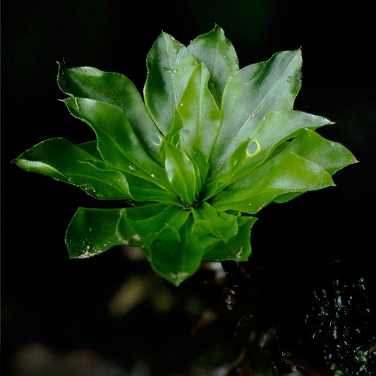 Rhodobryum giganteum, commonly known as Umbrella Moss or Giant Rose Moss, is a striking large moss that looks like a blooming green flower. Its unique structure—featuring underground, creeping stems that interconnect and an upright portion with spreading leaves—creates a visually captivating display.