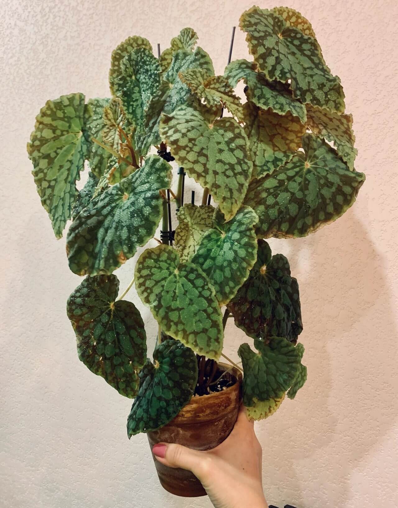 Begonia chlorosticta is a shrub-like begonia native to the lowland forests of Sarawak, Malaysia. Known for its unique and attractive foliage, this begonia has elliptic-shaped leaves that range from deep green to brown. The leaves are adorned with light green or olive-green spots, and the leaf edges often have a brocade-like pale green border. The plant typically grows to around 40 cm in height, making it a lovely addition to any indoor or terrarium collection.