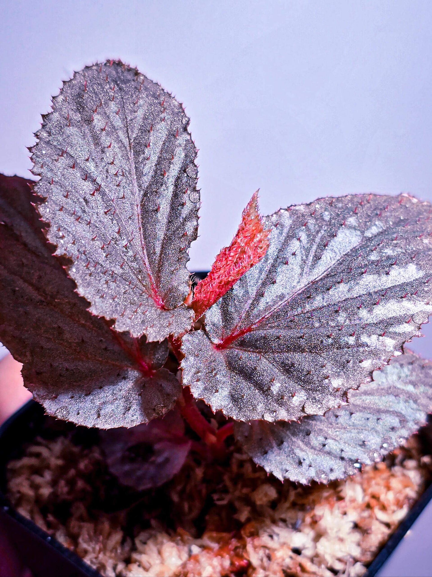 Begonia lamriana Silver is a stunning and rare begonia variety known for its striking silver and metallic-toned foliage. Native to tropical regions, this begonia has become a favorite among plant collectors due to its unique appearance and ease of care. The leaves are large, textured, and covered with soft hairs, creating an interesting tactile feature. This plant thrives in humid environments, making it an ideal choice for terrariums, indoor gardens, or tropical plant collections.