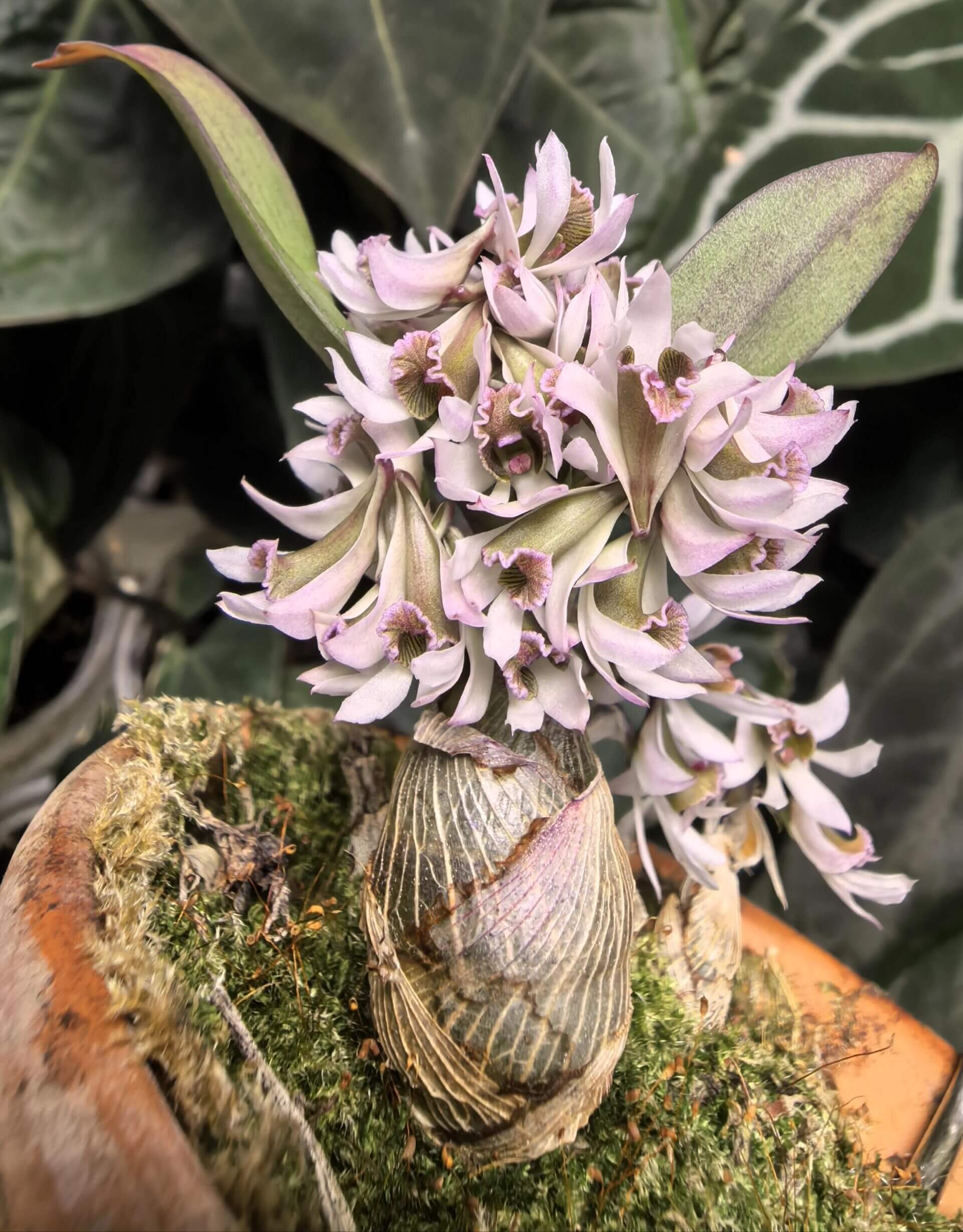Dendrobium peguanum is a captivating miniature orchid species native to the eastern Himalayas, including regions of India, Nepal, Sikkim, Myanmar, and Thailand. It thrives in hot, humid environments at elevations of 300–400 meters above sea level, often found growing on shrubs and rocks near streams.