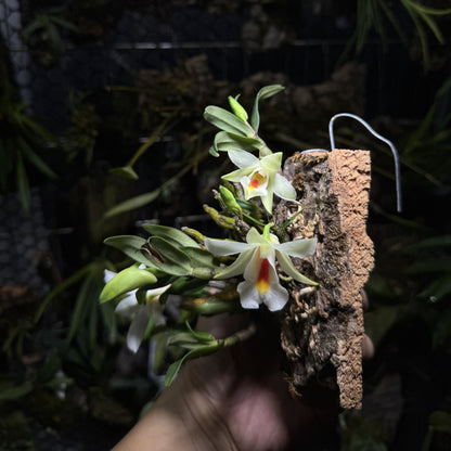 Dendrobium christyanum is a miniature epiphytic orchid native to the highland cloud forests of northern Vietnam, northern Thailand, and southwestern China. It thrives at elevations between 800 and 1,600 meters (2,600 to 5,200 feet), where it experiences cool, humid conditions, making it well-suited for cultivation in terrariums where temperature and humidity can be carefully managed.