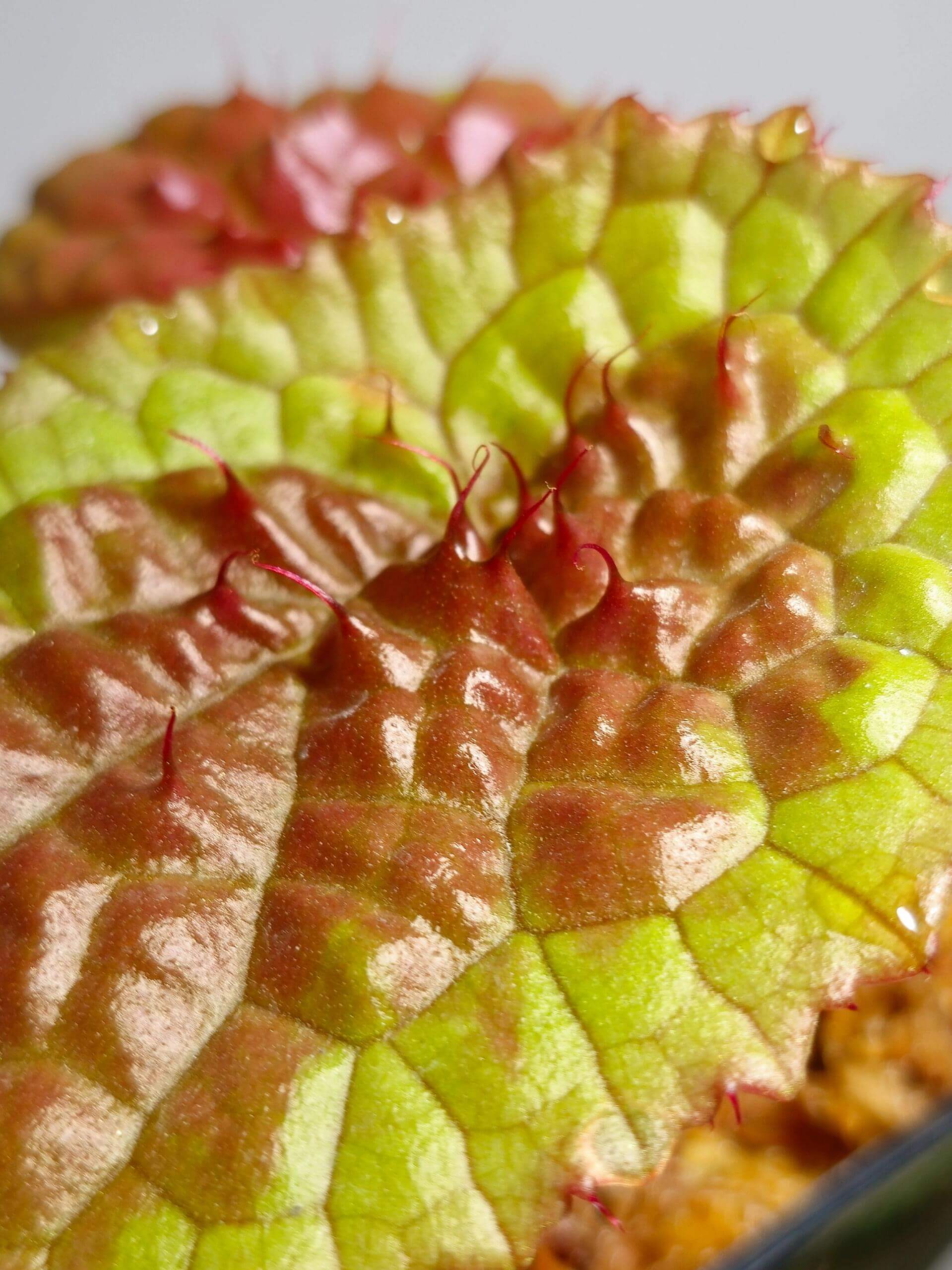 Begonia susaniae is a stunning species native to Cameroon, Equatorial Guinea, and Gabon. Known for its striking appearance, this begonia starts with pale green leaves that have slight serrated edges. As it matures, the leaves develop a unique raised center and turn pink to red, while the edges retain their original green color. This compact plant reaches a height of about 18 cm, making it an attractive addition to any collection.