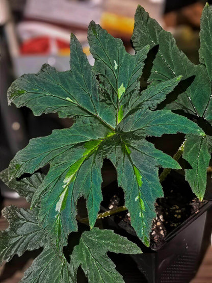 Begonia leathermaniae is a striking and rare species known for its large, palmate leaves that feature a unique central stripe. As a young plant, the central stripe is highly visible, creating a bold contrast with the dark green background. However, as the plant matures, the stripe fades slightly, giving way to a more uniform leaf color while still retaining its captivating appearance.
