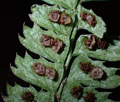 Polystichum lanceolatum is a small epiphytic fern from the Dryopteridaceae family and Polystichum genus, making it an excellent choice for rainforest terrariums. Native to East Asia, this fern has finely divided pinnate leaves with serrated edges, giving it a unique and attractive appearance. It thrives in humid environments and is perfect for adding a lush, green touch to your indoor plant collection or terrarium setup.