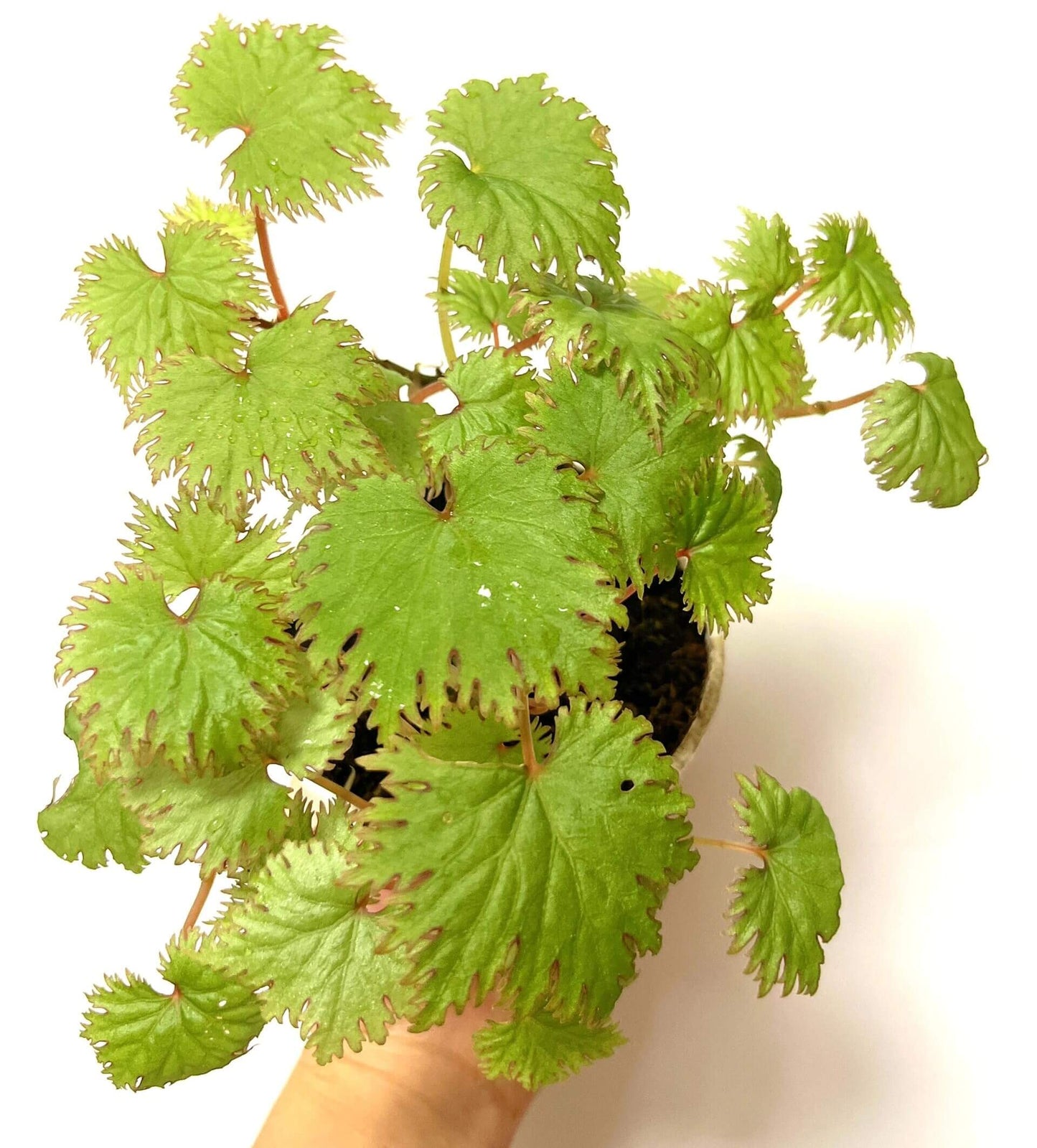 Add a touch of elegance to your plant collection with Begonia lyallii, a stunning species native to the lush forests of Madagascar. Known for its unique serrated leaves that develop striking red edges as they mature, this begonia is a true eye-catcher and perfect for those looking to add a rare gem to their indoor garden.